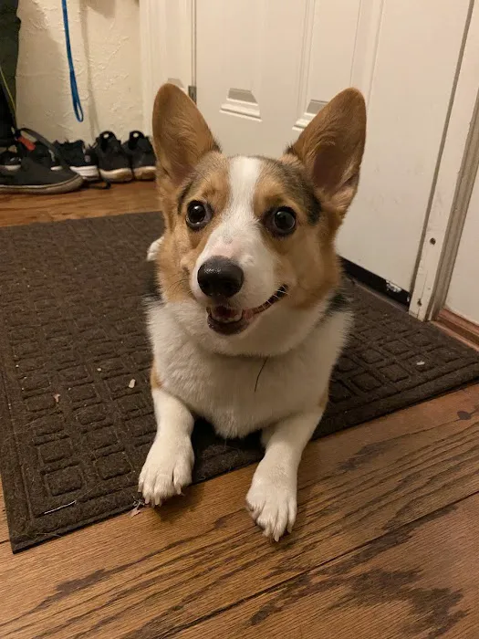 Animal Emergency Center Picture 4