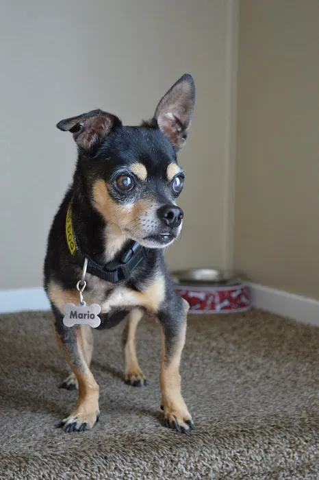 Animal Emergency Center Picture 7