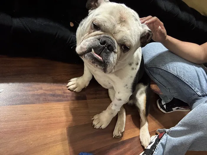 Animal Emergency Center Picture 9