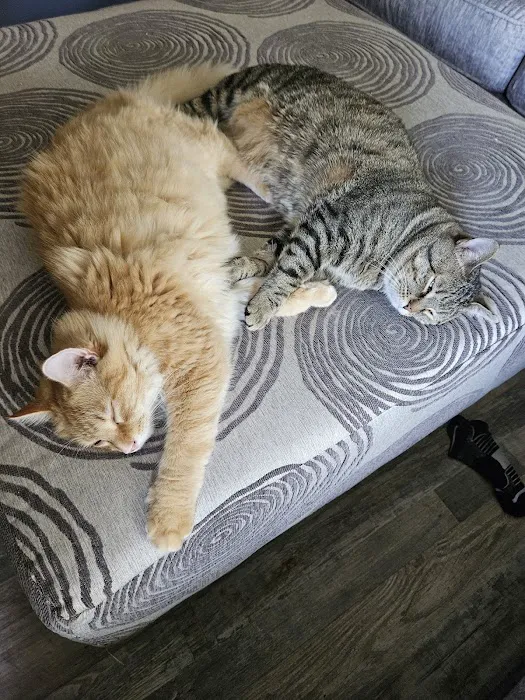 Bellemore Animal Hospital Picture 3