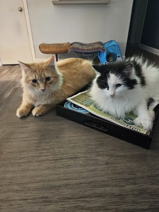 Bellemore Animal Hospital Picture 1