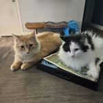 Bellemore Animal Hospital