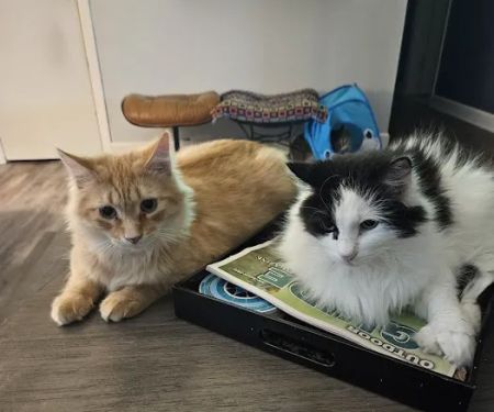 Bellemore Animal Hospital