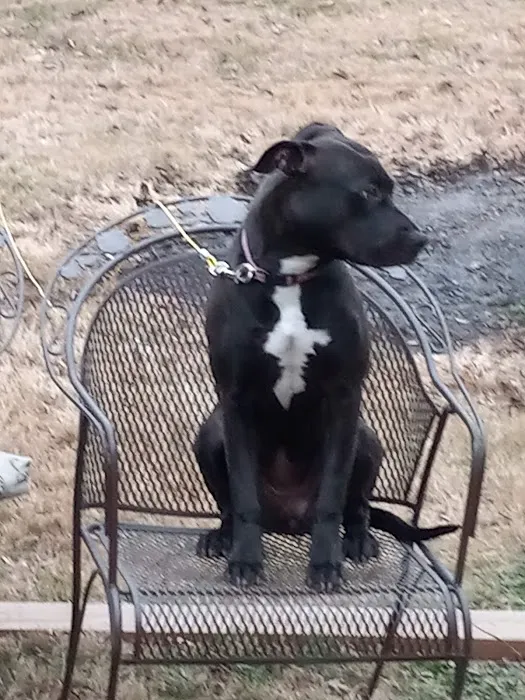 Bellemore Animal Hospital Picture 9