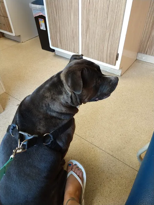 Bellemore Animal Hospital Picture 6