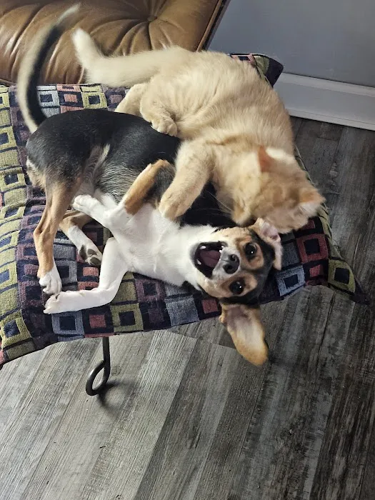 Bellemore Animal Hospital Picture 4