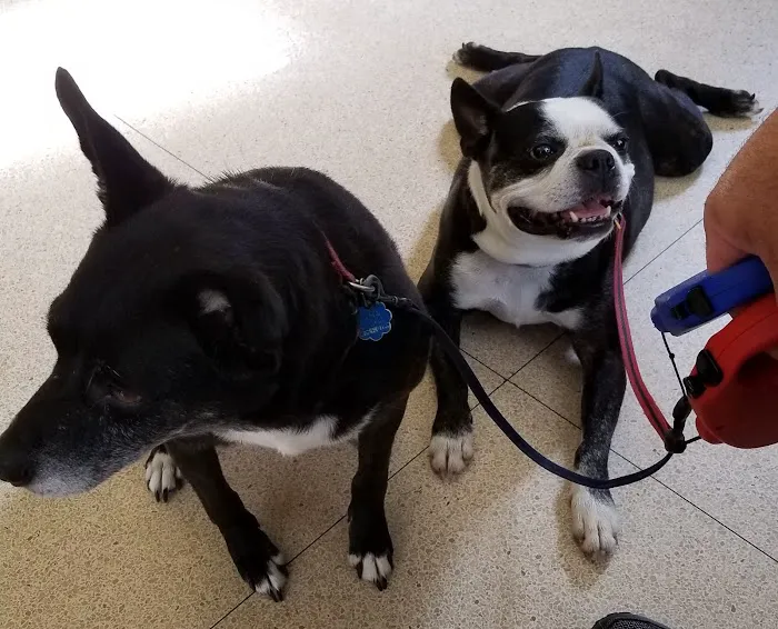 Bellemore Animal Hospital Picture 5