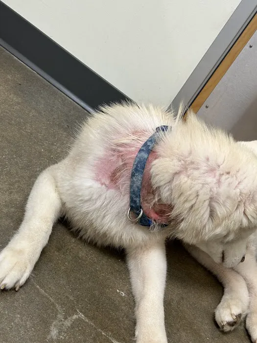 Bellemore Animal Hospital Picture 8