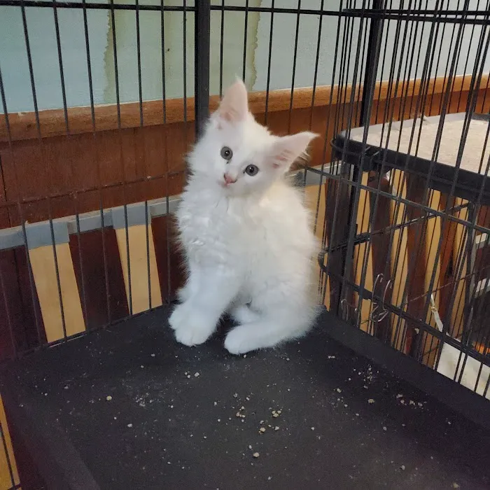 Russian Tails Maine Coons Picture 1