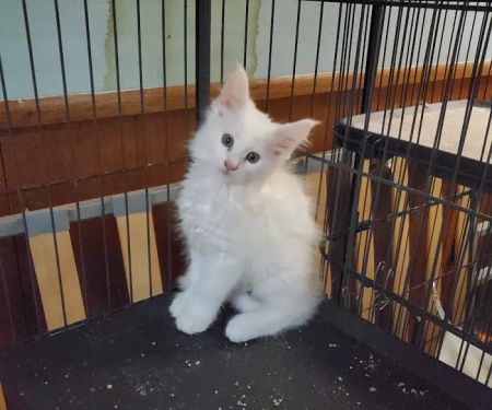 Russian Tails Maine Coons