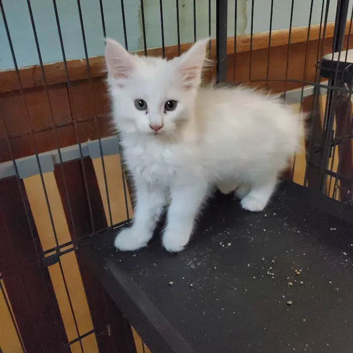 Russian Tails Maine Coons Picture 2