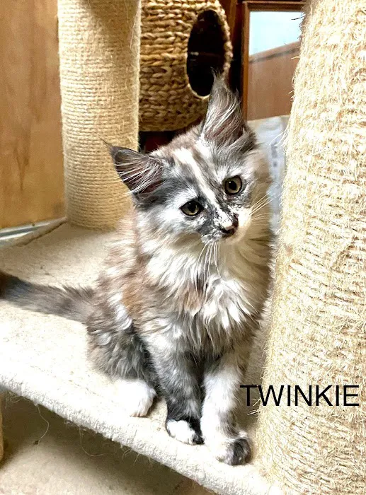 Russian Tails Maine Coons Picture 6