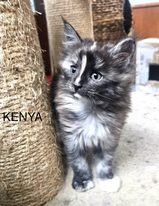 Russian Tails Maine Coons Picture 3