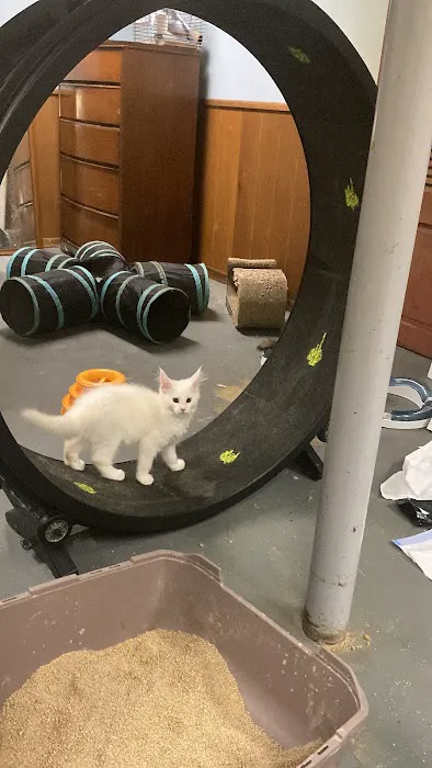 Russian Tails Maine Coons Picture 7