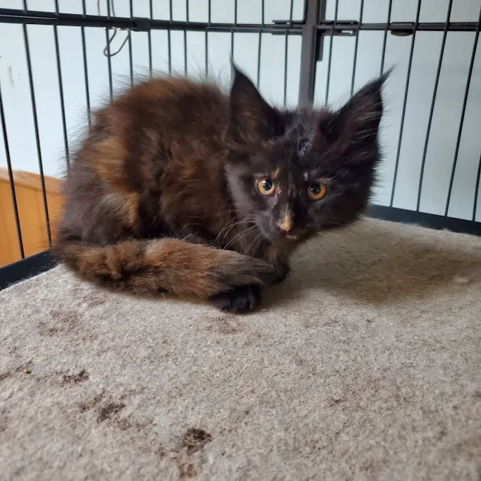 Russian Tails Maine Coons Picture 5