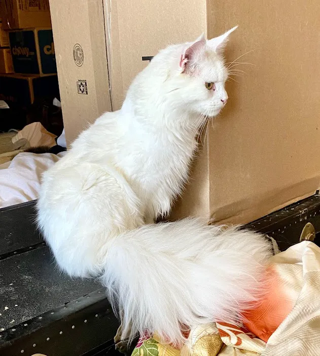 Russian Tails Maine Coons Picture 4