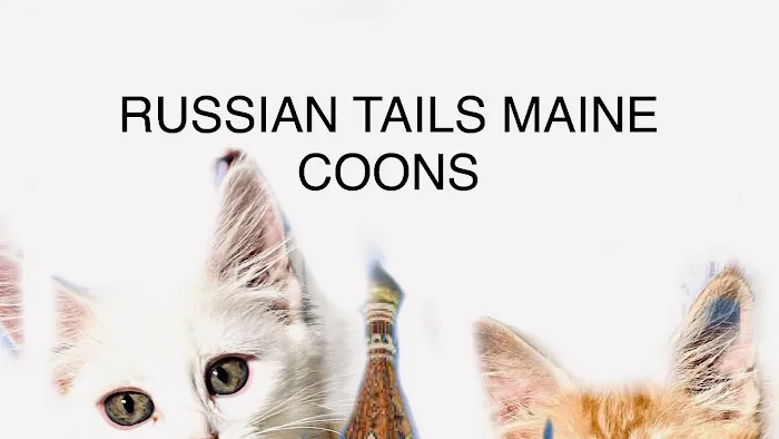 Russian Tails Maine Coons Picture 8