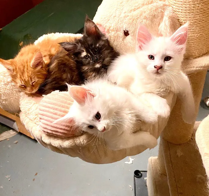 Russian Tails Maine Coons Picture 9