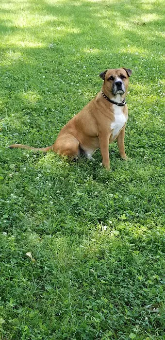 Normandy Animal Hospital Inc Picture 1