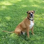 Normandy Animal Hospital Inc