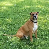 Normandy Animal Hospital Inc ico