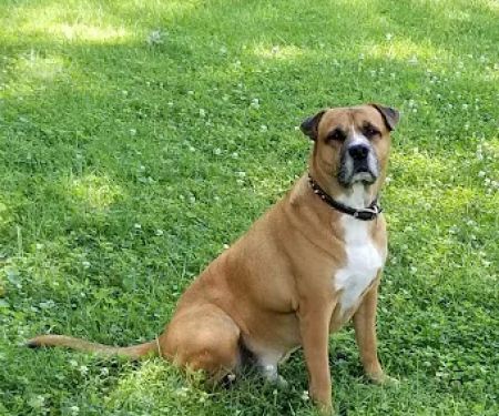 Normandy Animal Hospital Inc