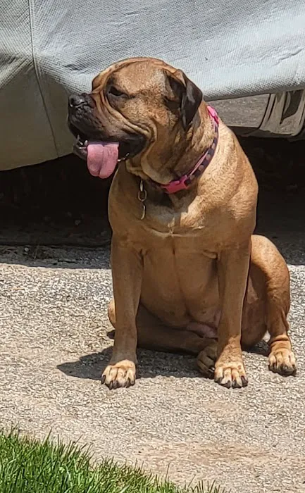 Normandy Animal Hospital Inc Picture 3