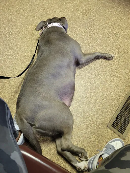 Normandy Animal Hospital Inc Picture 6