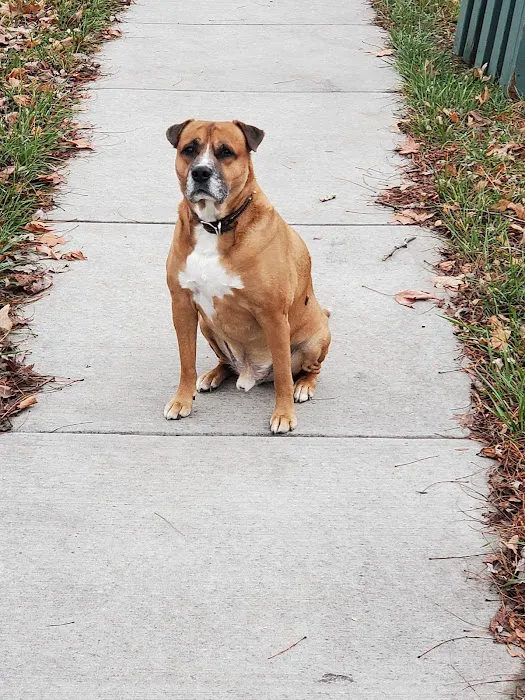 Normandy Animal Hospital Inc Picture 5