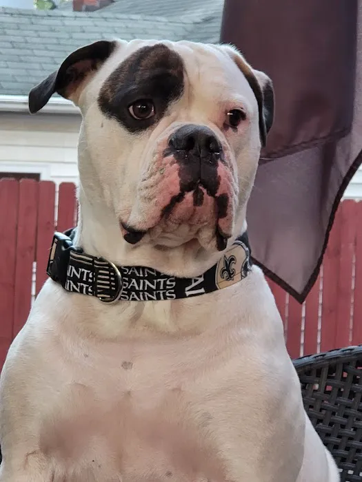 Normandy Animal Hospital Inc Picture 4