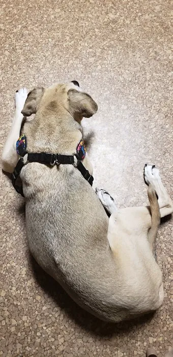 Normandy Animal Hospital Inc Picture 9