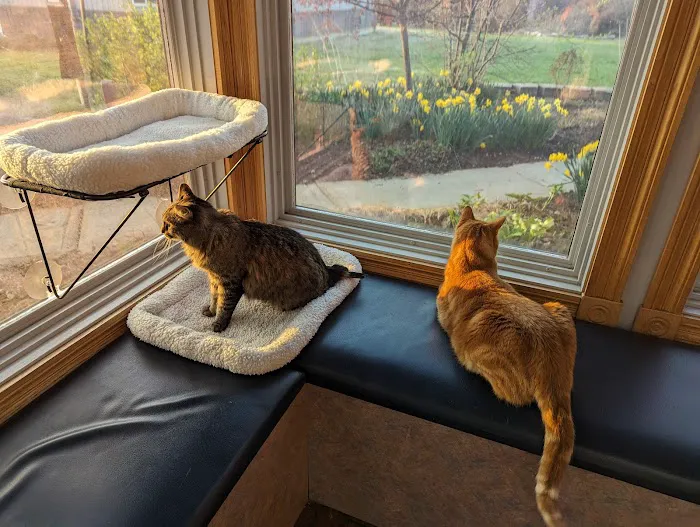 Associated Veterinary Specialists Picture 8