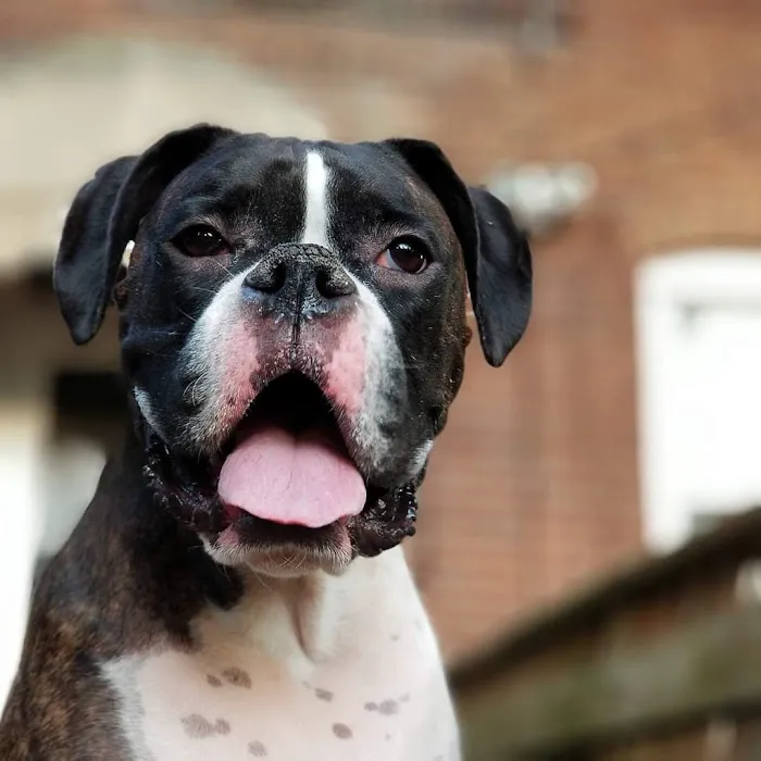 Associated Veterinary Specialists Picture 3