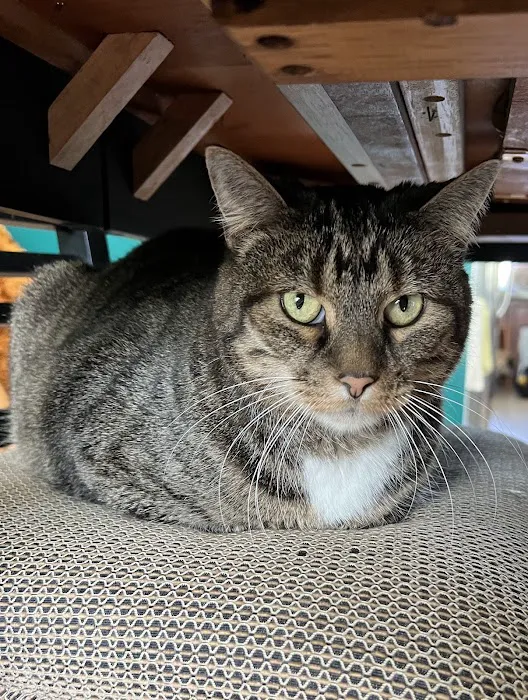 Associated Veterinary Specialists Picture 7