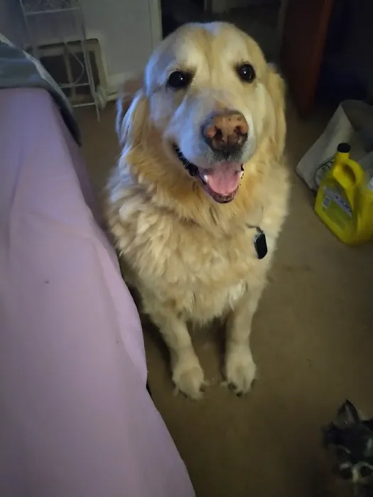 Associated Veterinary Specialists Picture 4