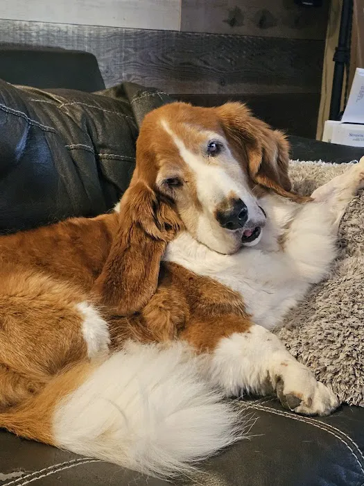 Associated Veterinary Specialists Picture 6