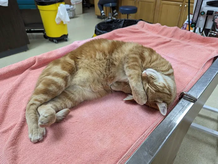 Associated Veterinary Specialists Picture 10