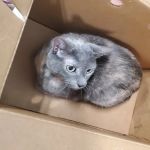 Banfield Pet Hospital