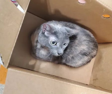 Banfield Pet Hospital