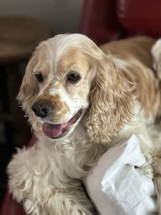 Banfield Pet Hospital Picture 6