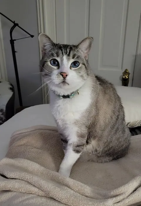 Rock Road Animal Hospital Picture 4