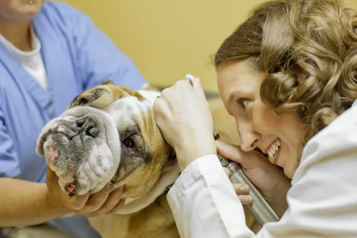 Rock Road Animal Hospital Picture 6