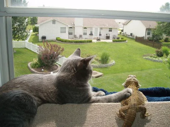 Rock Road Animal Hospital Picture 5