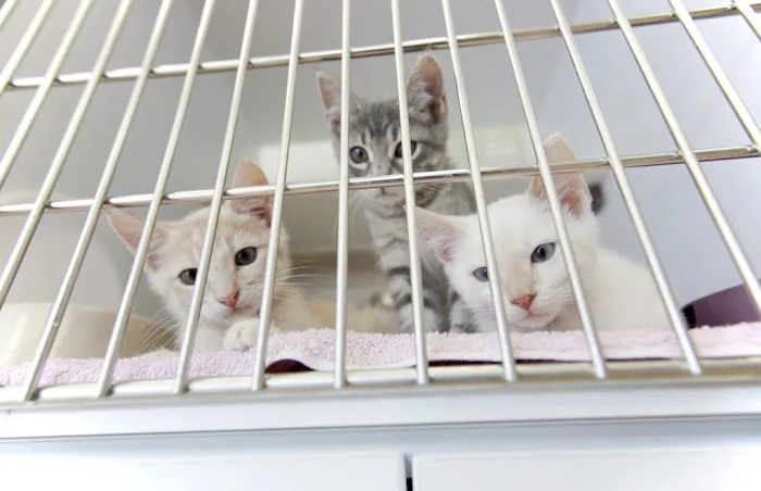 Rock Road Animal Hospital Picture 7