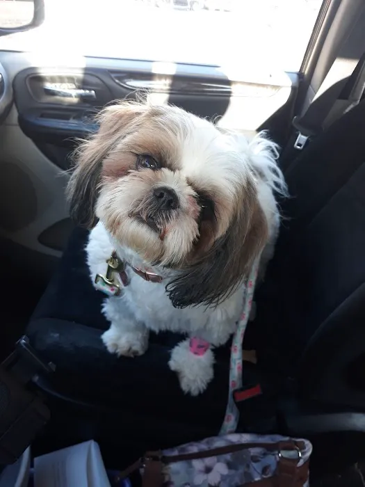 Rock Road Animal Hospital: Stroud Paige DVM Picture 1