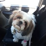 Rock Road Animal Hospital: Stroud Paige DVM