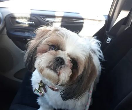 Rock Road Animal Hospital: Stroud Paige DVM