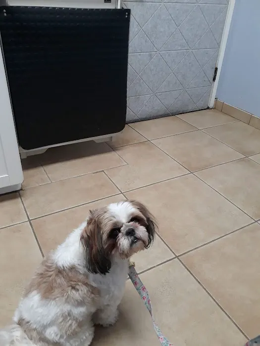 Rock Road Animal Hospital: Stroud Paige DVM Picture 2