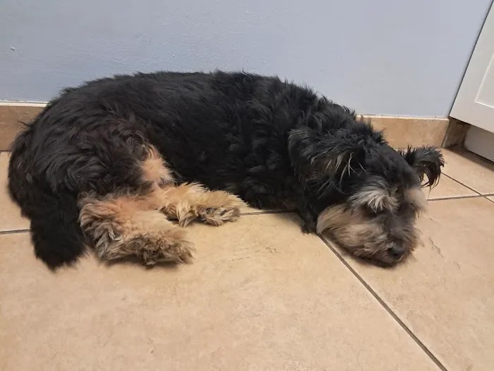 Rock Road Animal Hospital: Stroud Paige DVM Picture 5