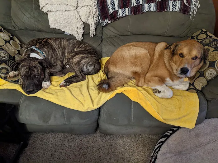 Rock Road Animal Hospital: Stroud Paige DVM Picture 3